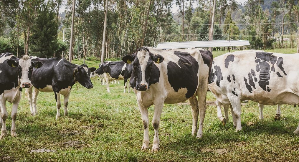 MinAgricultura lidera plan de acción para productores de leche y derivados lácteos