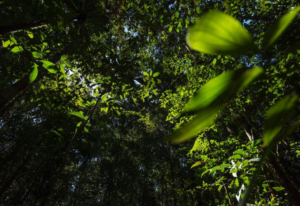 Abierta Convocatoria para el Programa Nacional de Carbono Neutralidad