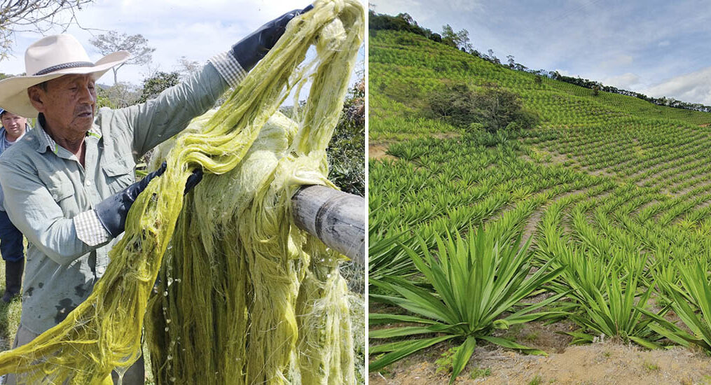 La fibra fique es una gran alternativa de empaque para disminuir el uso de plásticos