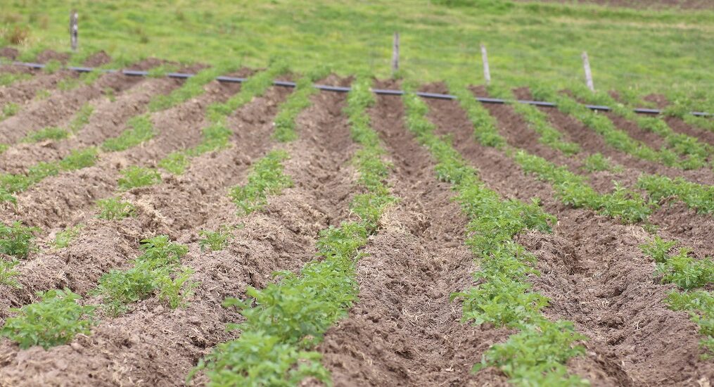 La pobreza monetaria en el campo colombiano se ha reducido, según informe del DANE